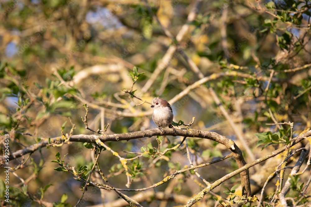 Obraz premium Small long-tailed tit perched on a wooden branch in a forest in the sunlight