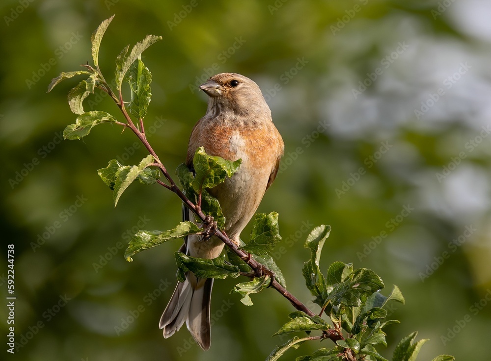 Fototapeta premium Brown bird perching on a twig