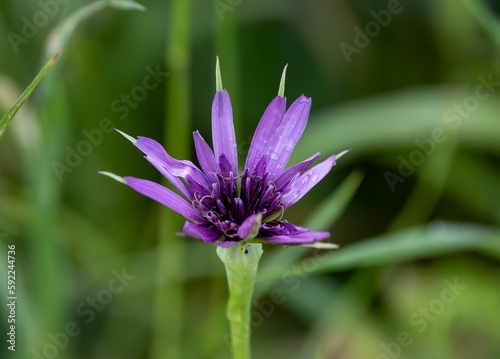 Purple flower in the garden with blurred background