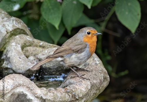 Small bird bathing on the bird bath © Kev Kindred/Wirestock Creators