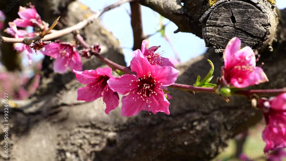 peach tree blooming pink flowers field of bloom trees