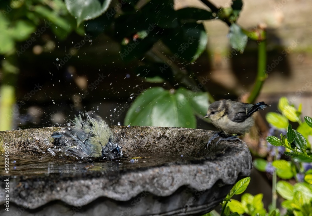 Small bird bathing on the bird bath Small bird bathing on the bird bath