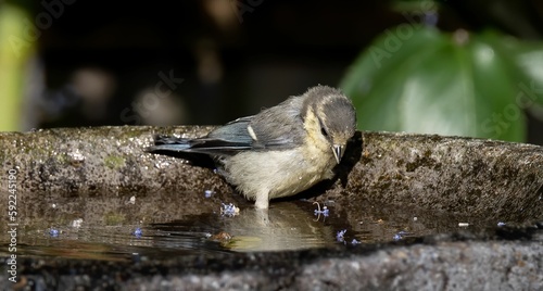 Small bird bathing on the bird bath
