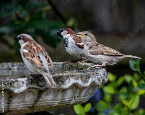Sparrow perching on a bird bath © Kev Kindred/Wirestock Creators