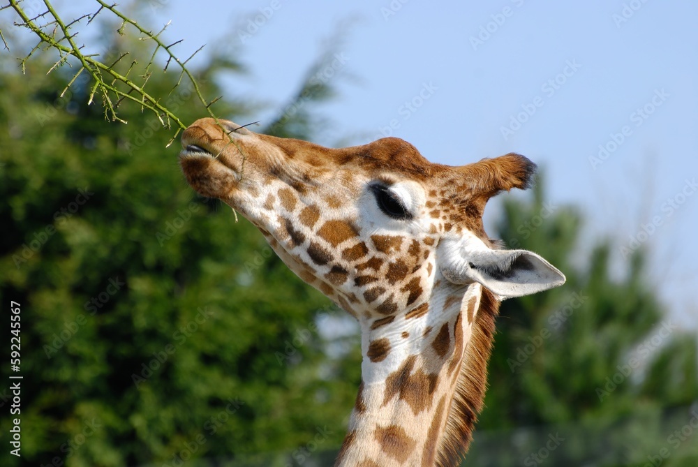 Closeup shot of a spotted giraffe eating from a branch Closeup shot of a spotted giraffe eating from a branch