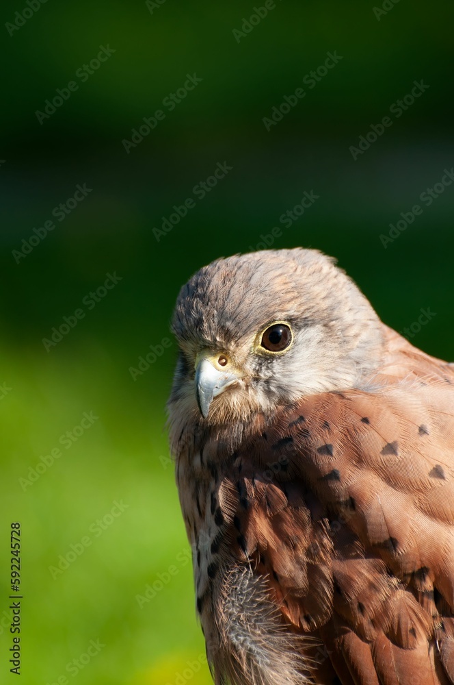 Vertical closeup of a common kestrel (Falco tinnunculus) against blurred background Vertical closeup of a common kestrel (Falco tinnunculus) against blurred background