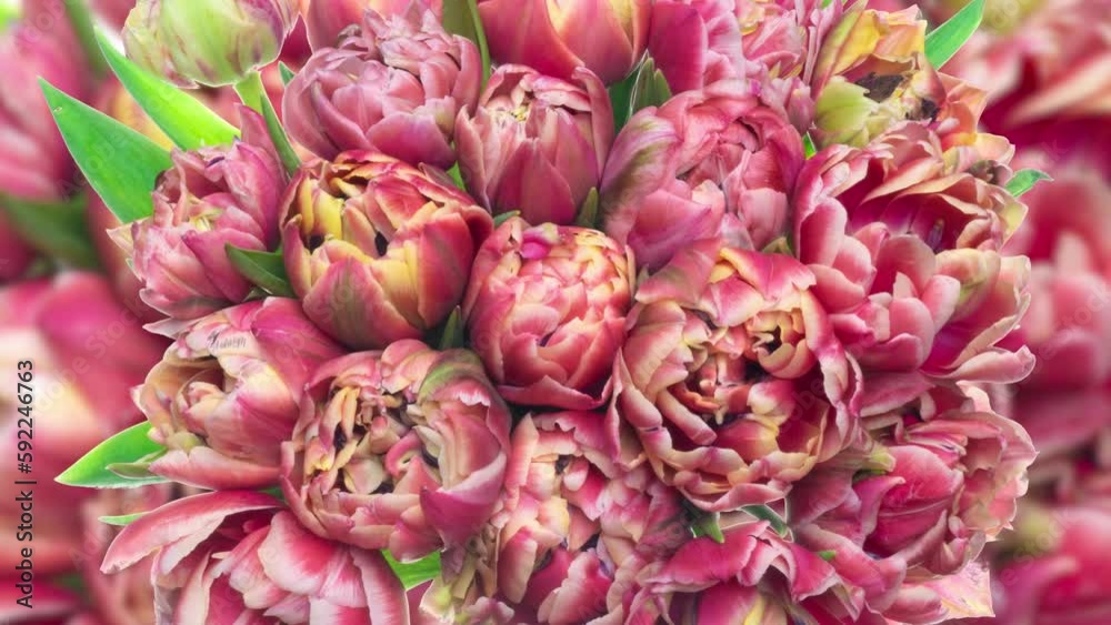 time lapse of flowering of a pink bouquet of tulips background, top view, macro shooting, close-up. Wedding backdrop, Valentine's Day, holiday, love, birthday design concept. time lapse of flowering of a pink bouquet of tulips background, top view, macro shooting, close-up. Wedding backdrop, Valentine's Day, holiday, love, birthday design concept.