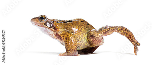 Slika na platnu Side view of a european common frog walking, Rana temporaria, Isolated on white