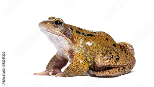 european common frog, Rana temporaria, Isolated on white photo