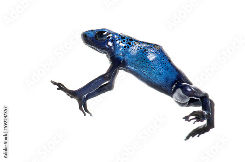 Blue poison dart frog jumping, Dendrobates tinctorius azureus, isolated on white