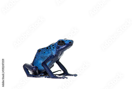 Side view of a Blue poison dart frog, Dendrobates tinctorius azureus, isolated on white