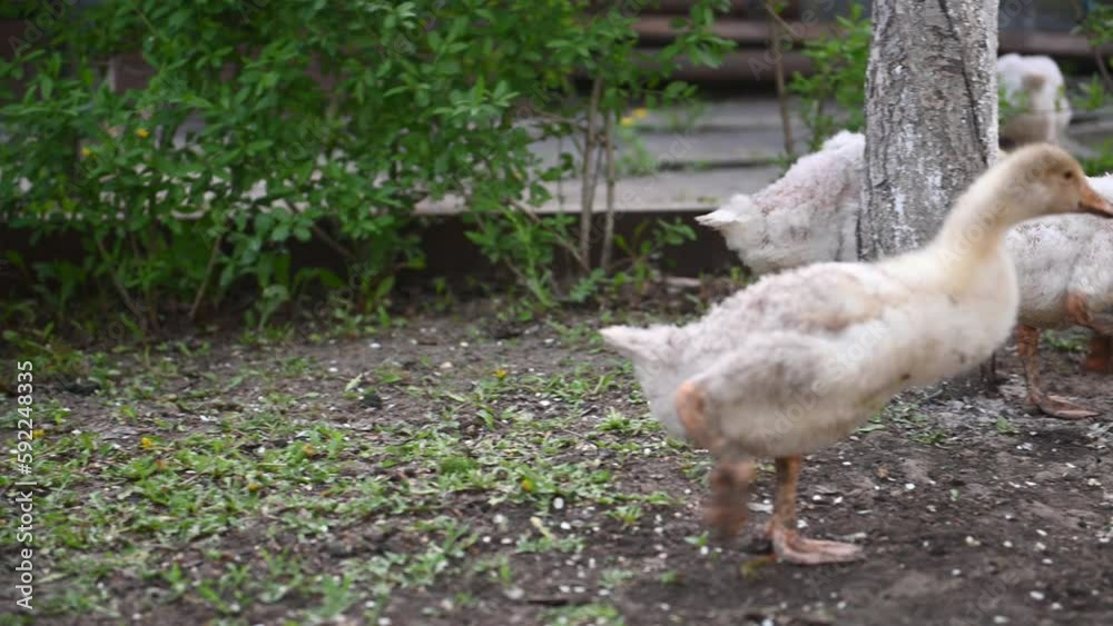 Close-up of a flock of young white geese nibbling green grass. Adorable babies. Breeding geese for meat. The concept of business farming. Home farm. Domestic geese. Taking care of animals. 4K Close-up of a flock of young white geese nibbling green grass. Adorable babies. Breeding geese for meat. The concept of business farming. Home farm. Domestic geese. Taking care of animals. 4K