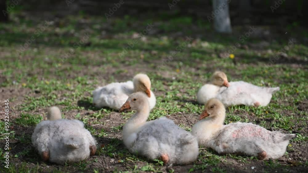 Close-up of a flock of young white geese nibbling green grass. Adorable babies. Breeding geese for meat. The concept of business farming. Home farm. Domestic geese. Taking care of animals. 4K Close-up of a flock of young white geese nibbling green grass. Adorable babies. Breeding geese for meat. The concept of business farming. Home farm. Domestic geese. Taking care of animals. 4K