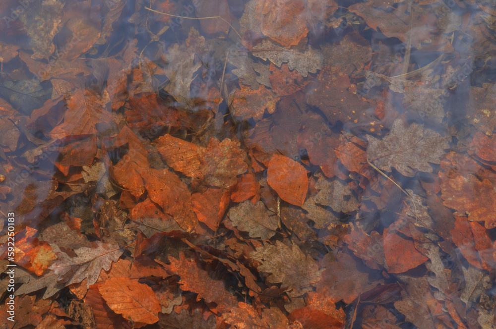 Fallen leaves on the surface of the water in the autumn forest Fallen leaves on the surface of the water in the autumn forest