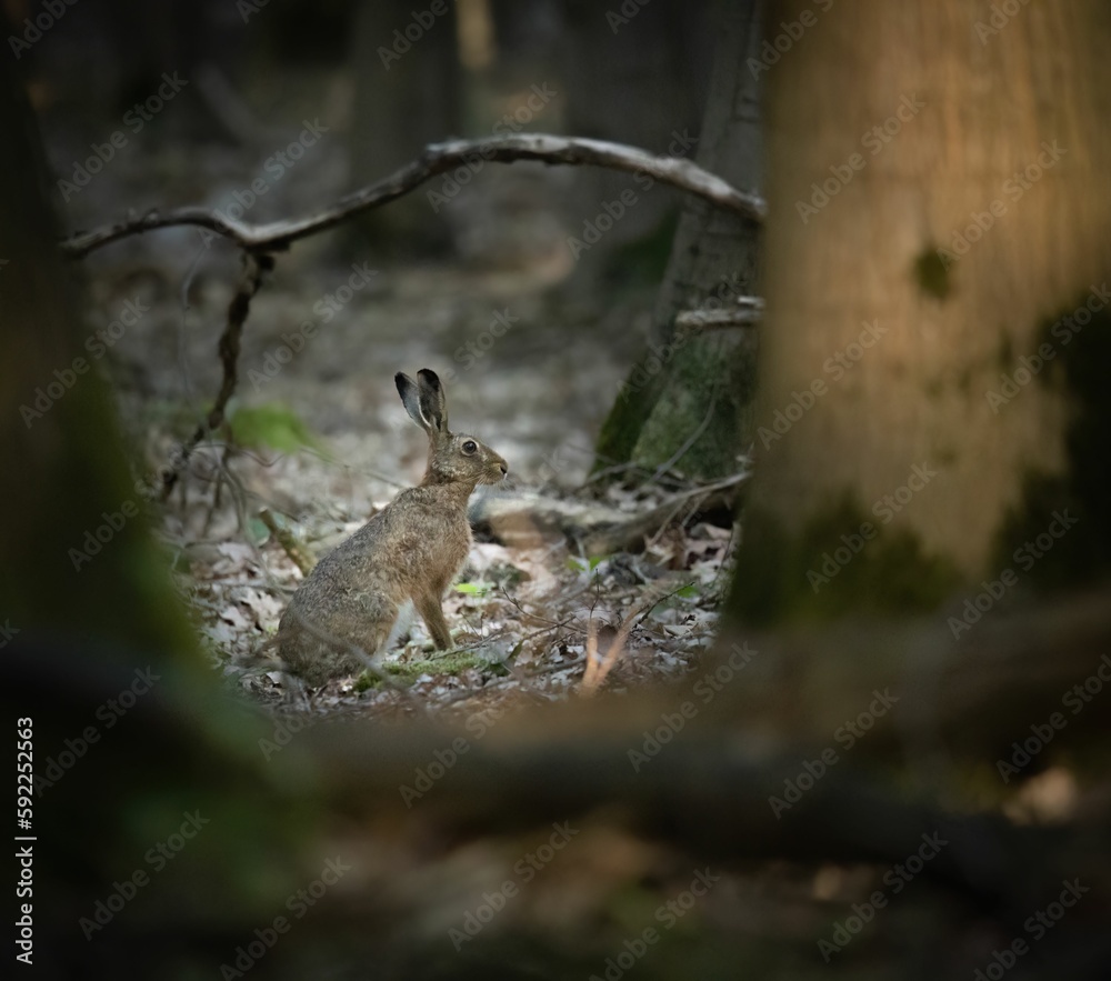 Fototapeta premium European Hare rabbit in a forest during daytime