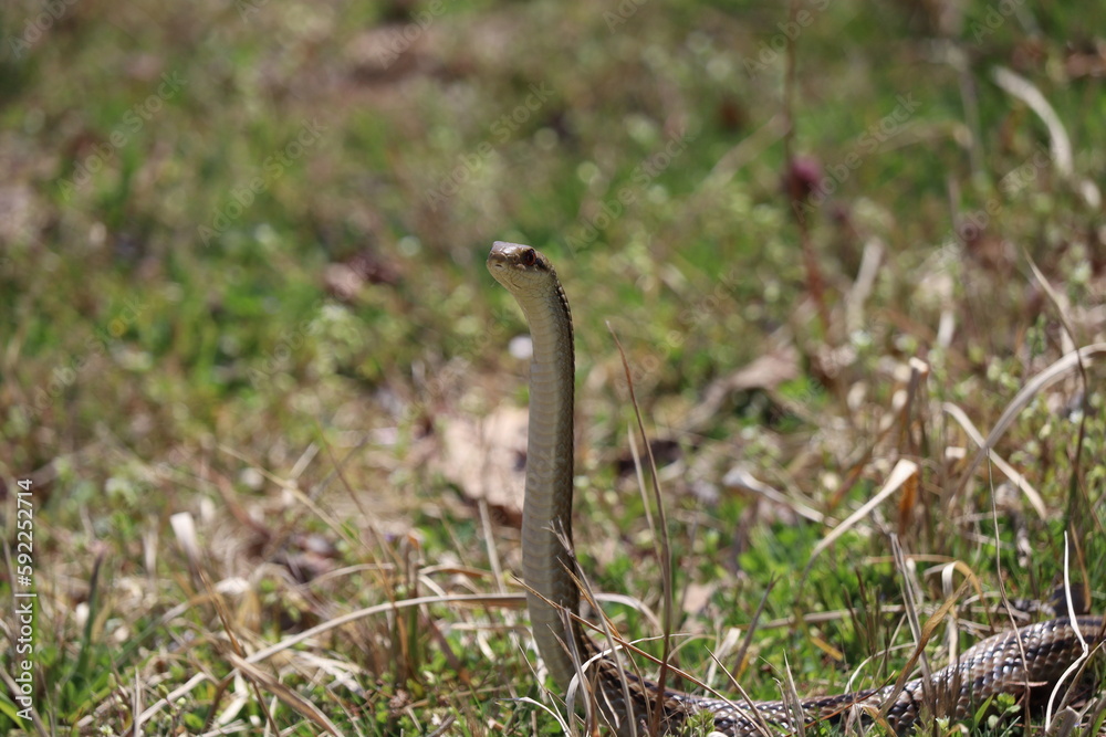 Fototapeta premium Japanese striped snake standing up