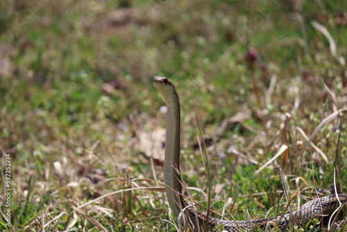 Japanese striped snake standing up