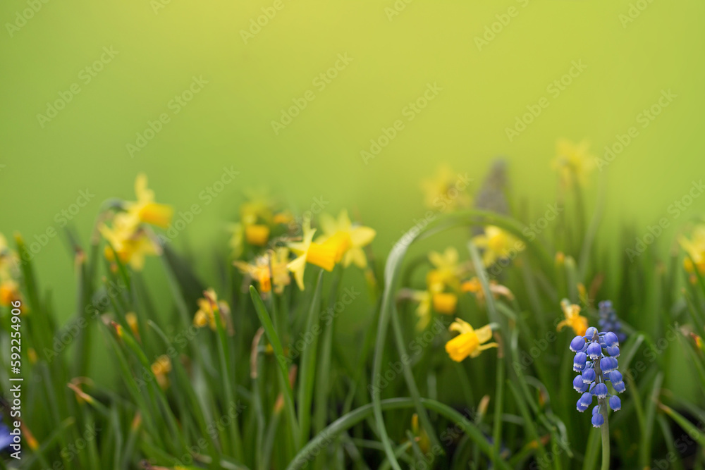 Wiosenne kwiaty  na zielonym tle, żółte żonkile i niebieskie szafirki w promieniach słońca, tło do publikacji - obrazy, fototapety, plakaty 