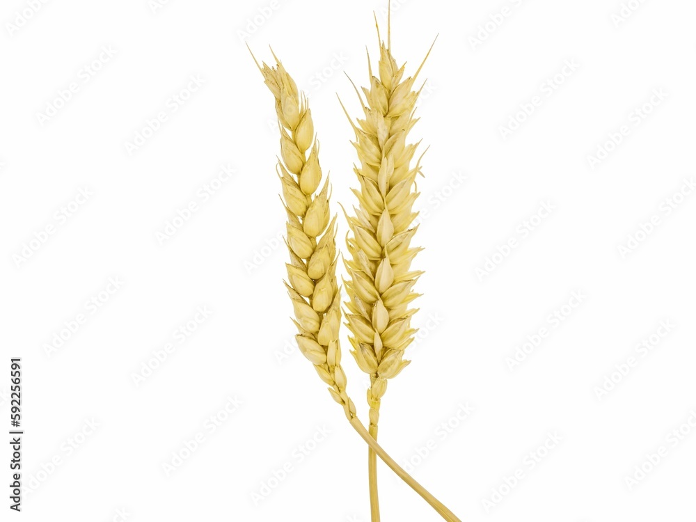 Wheat grain isolated on white background Wheat grain isolated on white background