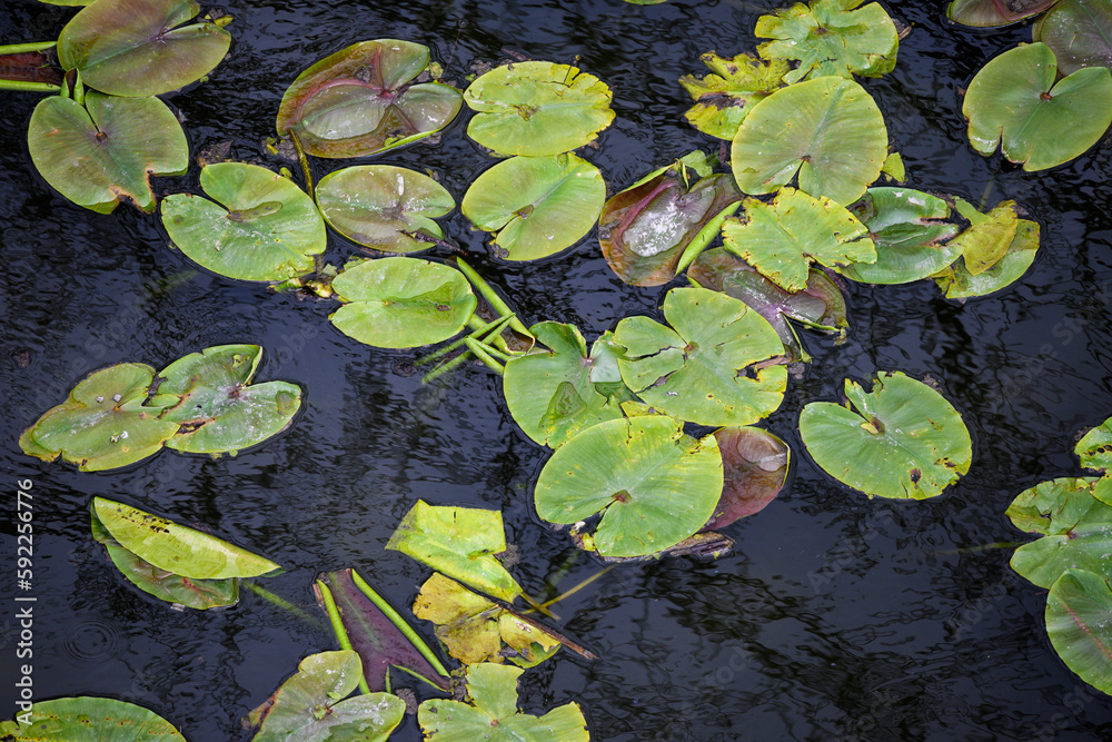 Many leaves of water lilies on the lake. Photo from the drone. Texture Many leaves of water lilies on the lake. Photo from the drone. Texture