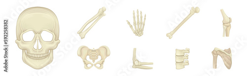 Bone and Joints as Parts of Human Skeleton Vector Set