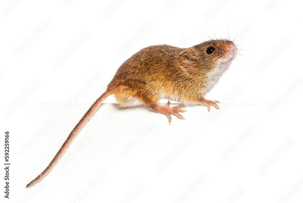Harvest mouse, Micromys minutus, balancing on an edge, isolated on white
