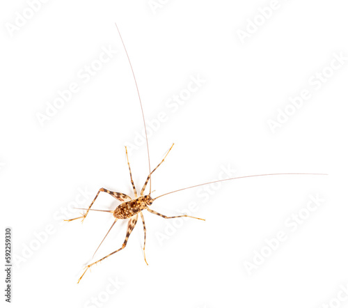 Cave Crickets , Rhaphidophoridae specie, isolated on white