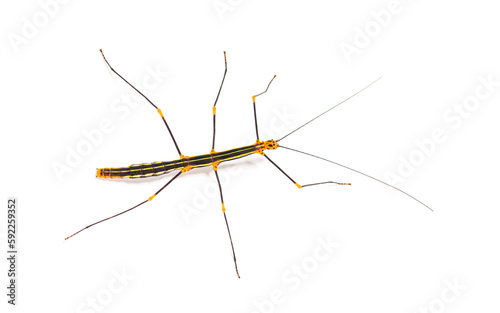 Peruvian stick insect, Oreophoetes peruana, isolated on white