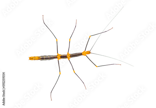 Peruvian stick insect View from above, Oreophoetes peruana, isolated on white © Eric Isselée
