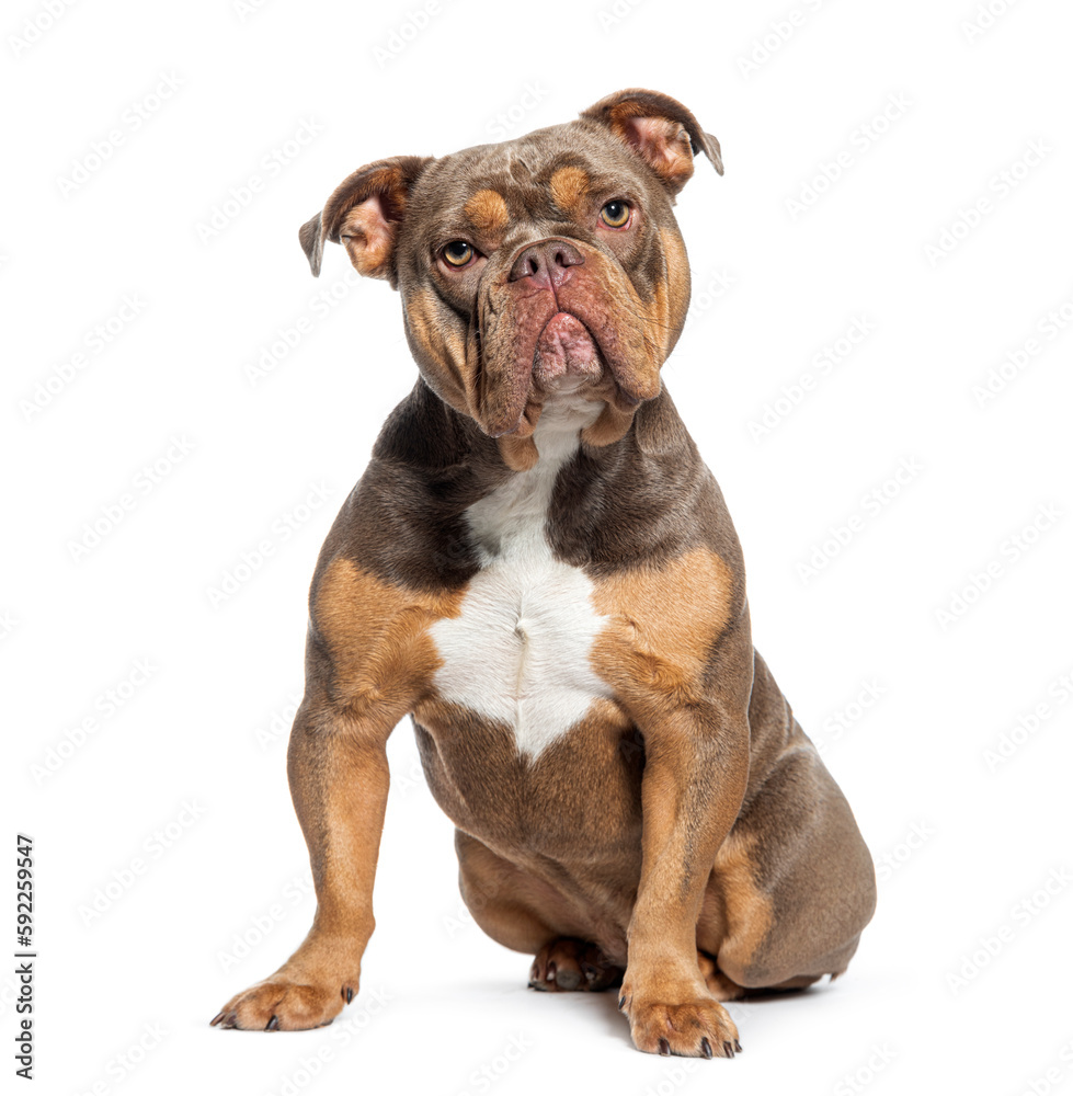 Sitting American Bully dog looking at the camera, isolated on white Sitting American Bully dog looking at the camera, isolated on white