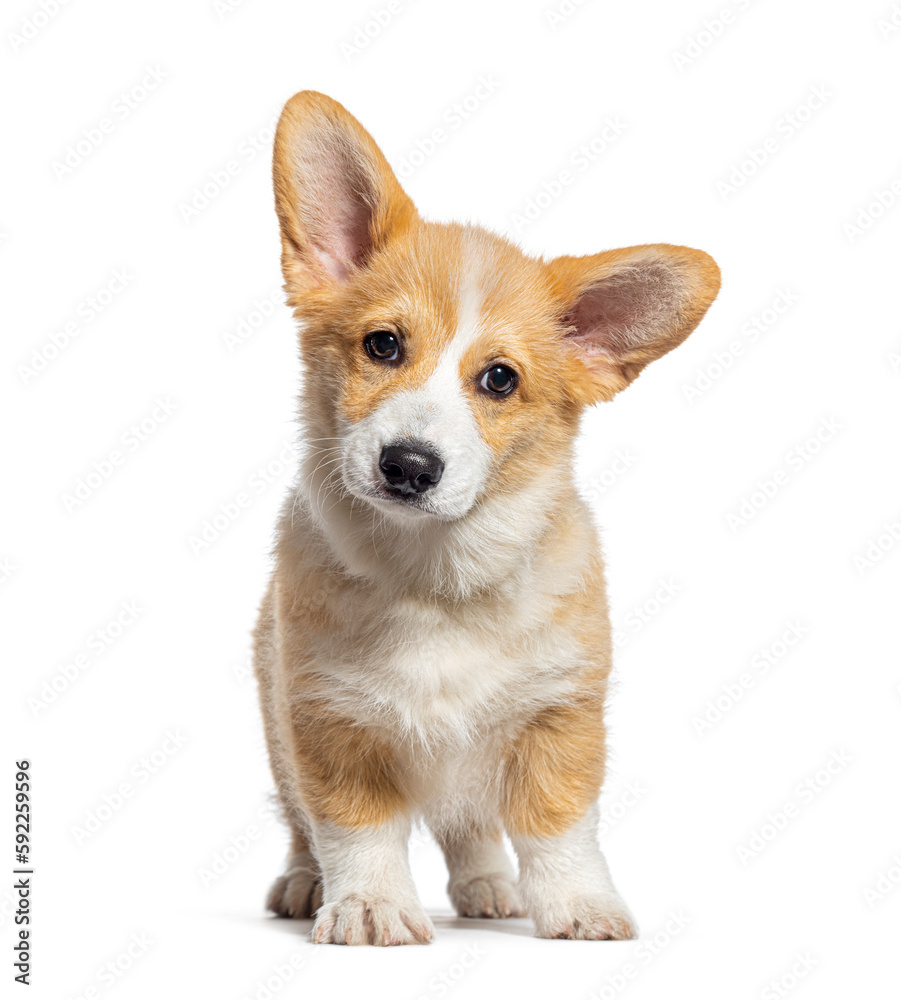 Sitting Puppy Welsh Corgi Pembroke looking at camera, 14 Weeks old, isolated on white