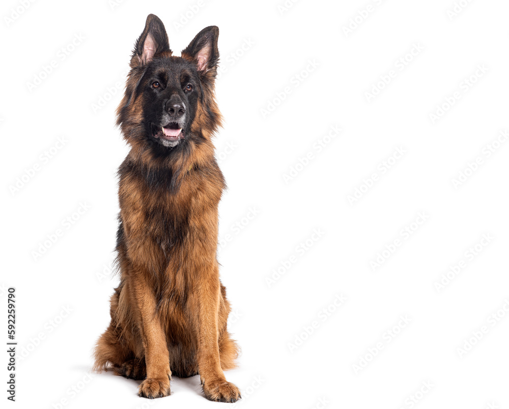 long-haired German shepherd panting mouth open, isolated on white