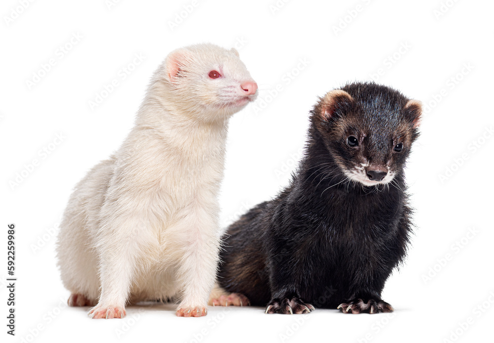 Two Ferrets standing together, Isolated on white Two Ferrets standing together, Isolated on white
