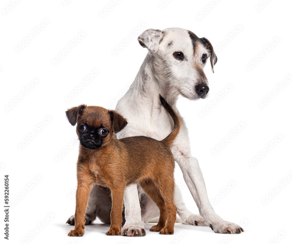 Two dogs together, Nine weeks old puppy petit brabancon and Jack russell terrier, Isolated on white