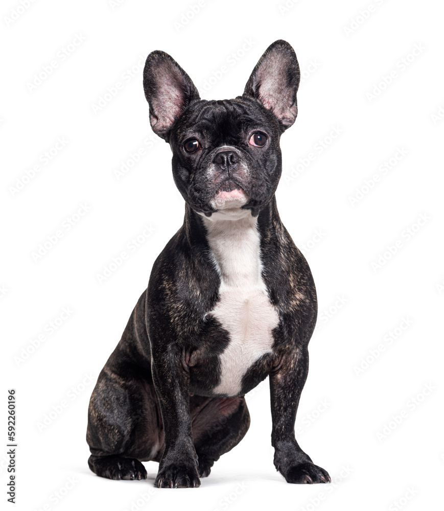 Black french bulldogsitting and looking at the camera, Isolated on white