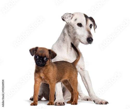 Two dogs together  Nine weeks old puppy petit brabancon and Jack russell terrier  Isolated on white