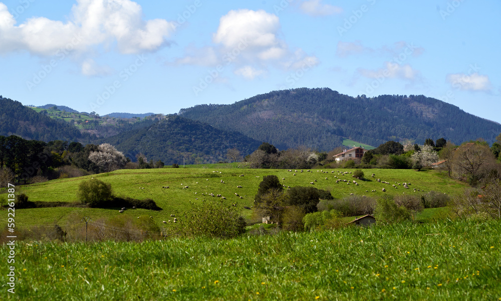 Fototapeta premium Sheep on a meadow in spring, Basque Country, Spain