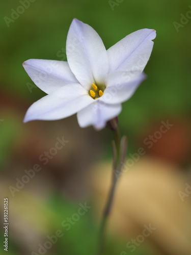 春を告げるハナニラの花