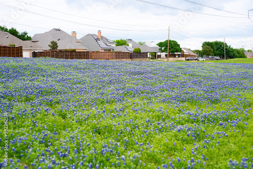 Large meadow with thick blanket of blooming Bluebonnet along back alley with wooden utility pole post at outskirts residential neighborhood row of suburban house, Dallas, Texas photo