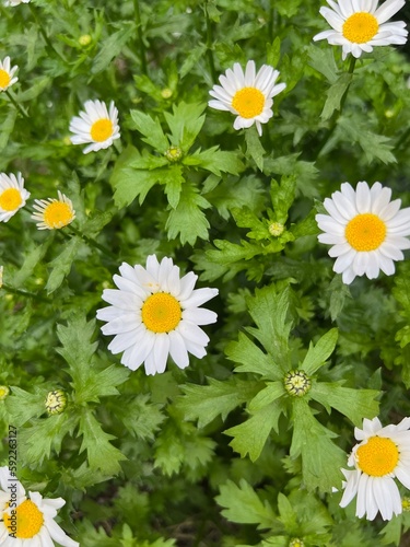 white and yellow daisies bloom on green garden field