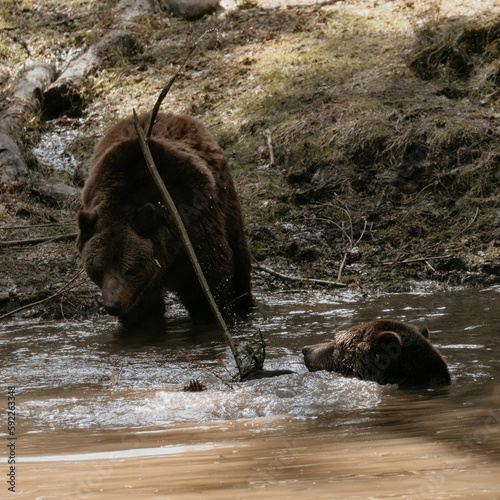 Two bears playing.
