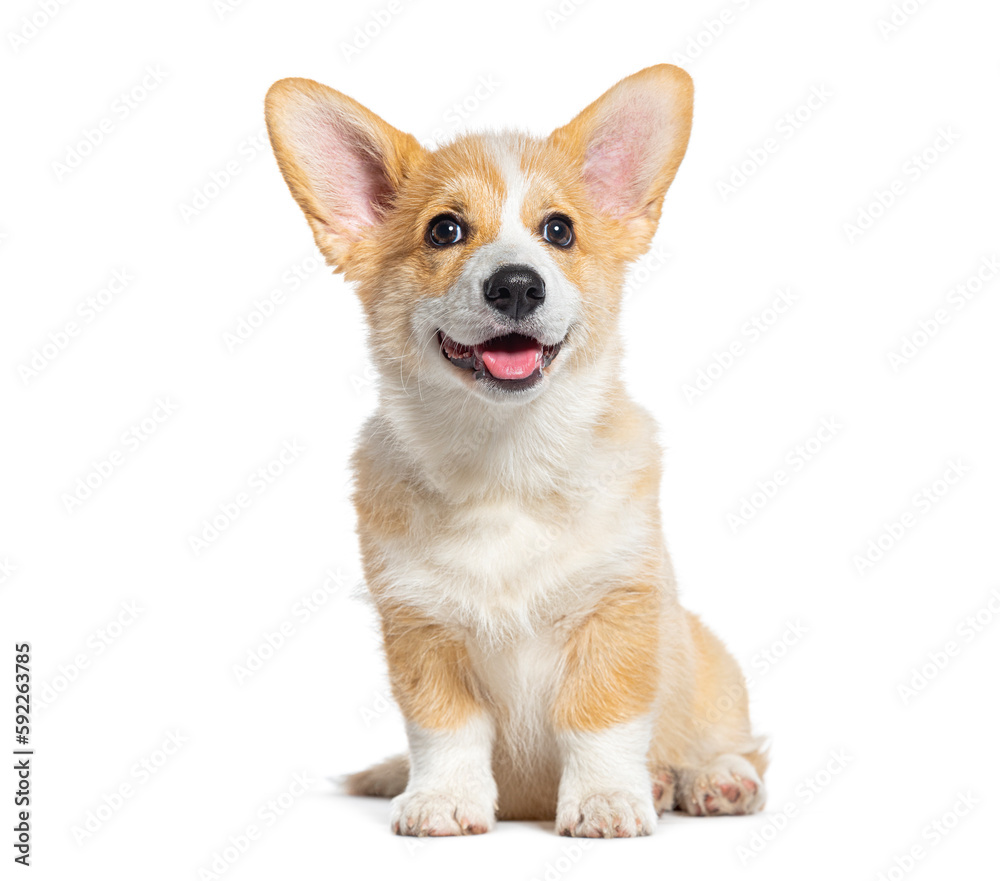 happy panting Welsh Corgi Pembroke Puppy Sitting, isolated on white