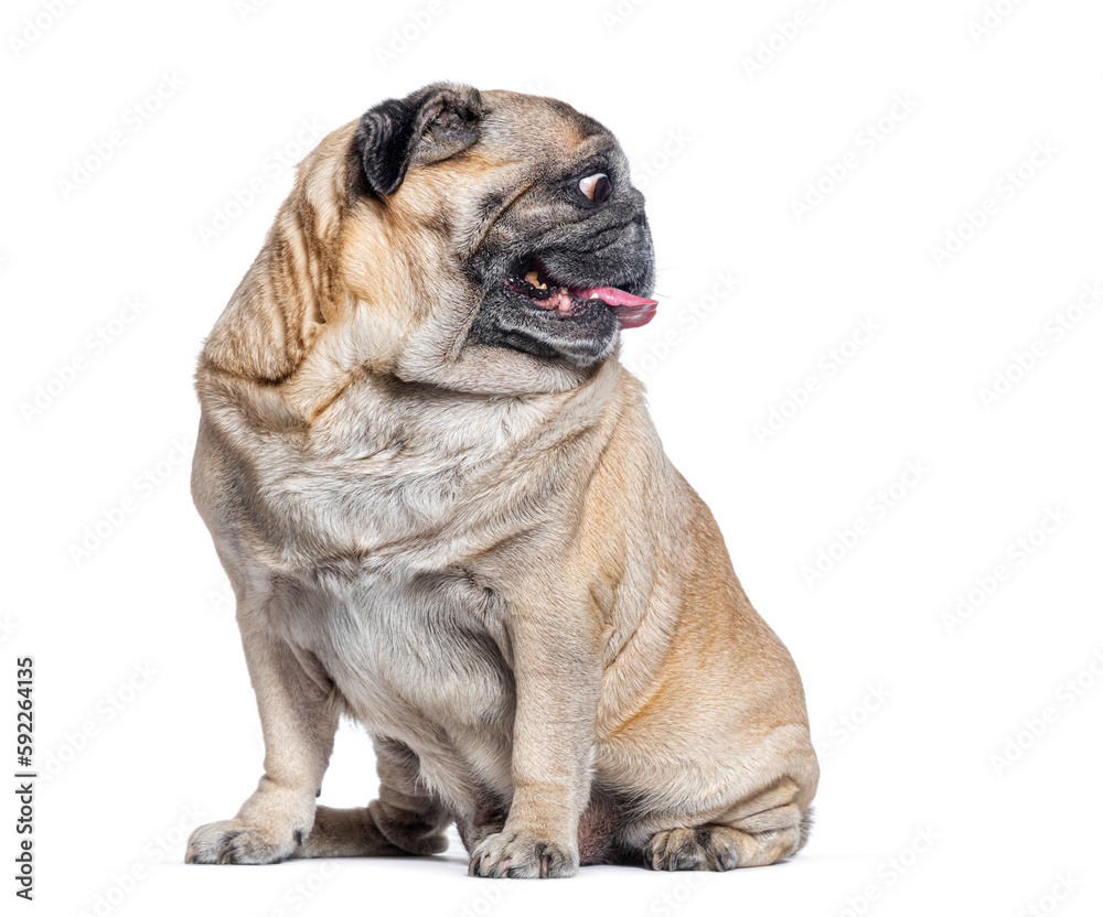 Seven Years old Pug dog sitting and looking away on its left, perfect profile head, isolated on white