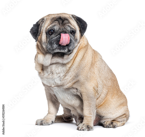 Seven Years old Pug dog sitting and licking itself  isolated on white