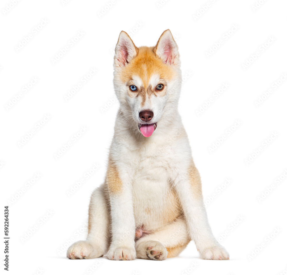 Red Three months old Puppy Husky dog panting mouth open facing at the camera, isolated on white