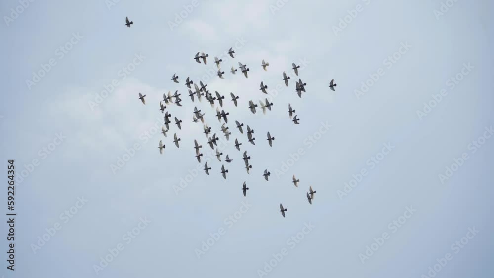 A flock of birds is circling. Orchid Island. A tourist destination in the North of Nha Trang in Vietnam. A flock of birds is circling. Orchid Island. A tourist destination in the North of Nha Trang in Vietnam.