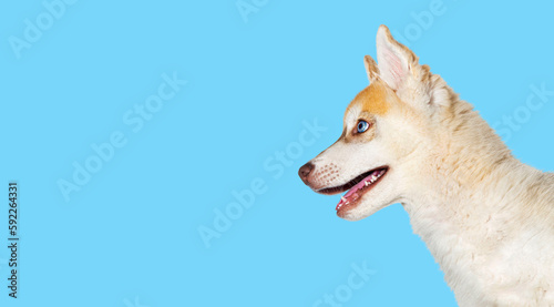 Close-up on profile Red Three months old Puppy Husky dog head mouth open looking away, isolated on blue © Eric Isselée