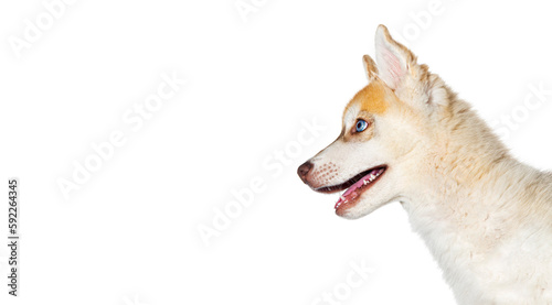Close-up on profile Red Three months old Puppy Husky head mouth open looking away  isolated on white
