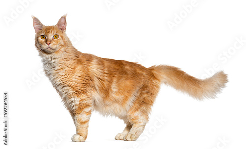 Side view of a ginger maine coon cat standing, isolated on white