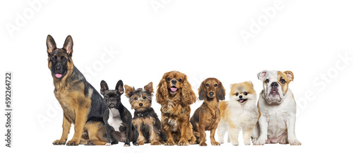 Group of dogs of different sizes and breeds looking at the camera, some cute, panting or happy, in a row, isolated on white